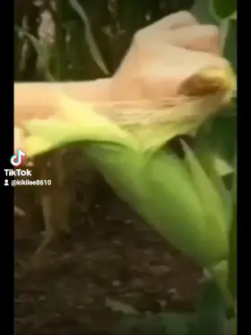 Request- Full video or similar videos?