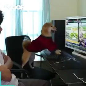 When your dog is better in King of Fighters than you.
