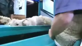 An injectable enzyme developed by a Japanese company (which makes soy sauce) allows wool to be peeled from sheep, rather than sheared.