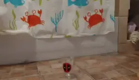 Opss I did again pee in the glass, but yeah I liked it