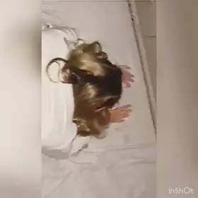 When daddy wants pussy, he takes pussy 💅