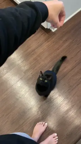 My kitty’s name is Bagheera 🥰