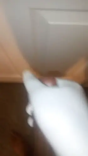 I need a cage for it