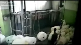 Head gets caught in lift