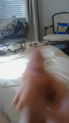 (male) (49) Cock GIF by secretbostonguy