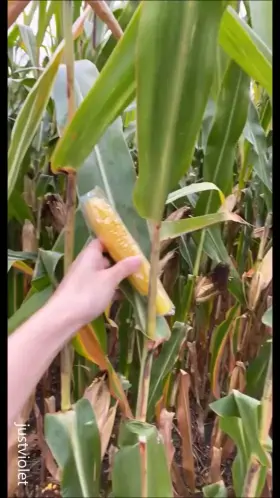 naughty farm girl playing with corn on the cob