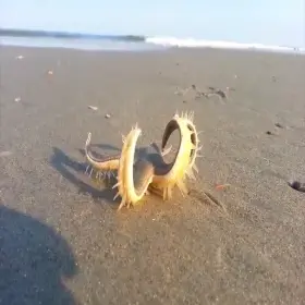 Starfish are crazy