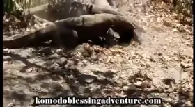 Komodo Dragons rips Out a Boar's guts, Boar somehow manages to run off.