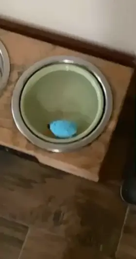 Enjoy my naked body in the kitchen??