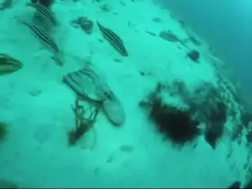 Everything in the ocean will kill you.