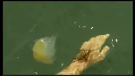 Lost the bottoms (Marie Gili-Pierre - La Mer à Boire (FR2001)) (1/3)