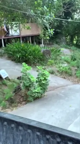 Teasing the driver [GIF]