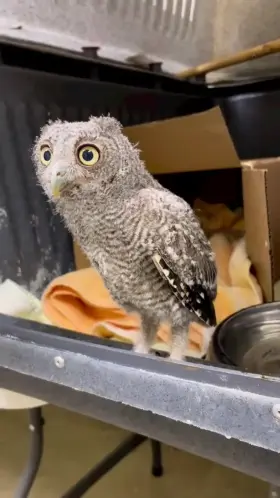 Owls cannot move their eyes, only their heads