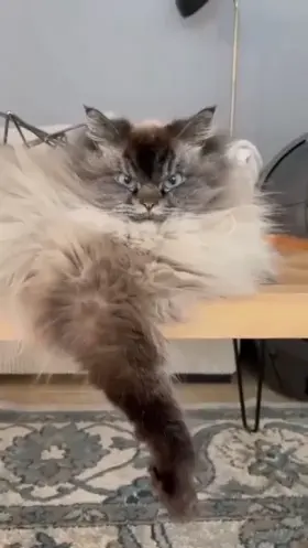 My name is Merlin and I absolutely hate all of you 🐱