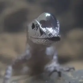 Water anole using an air bubble to breathe underwater