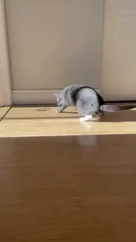 You've all know Walk of Shame, But have you seen Walk Of Pride?