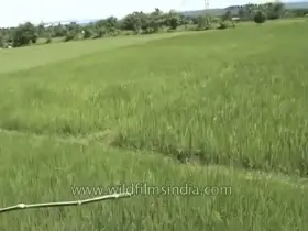 Man attempt s to fight a tiger using only a stick pays the price