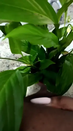 time to water the plants 💦🌷