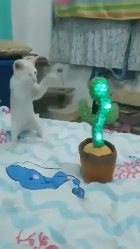 Kitty do a danger dance!