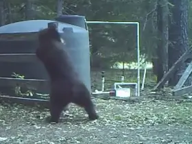 Imagine you are this bear