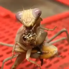 And I thought I’ve experienced migraines …