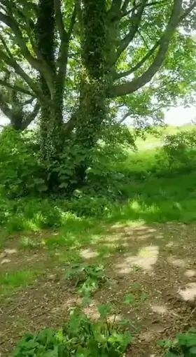 tummy and boobs flashing