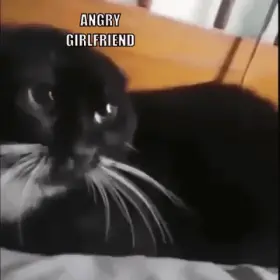 Why is your girlfriend a cat?