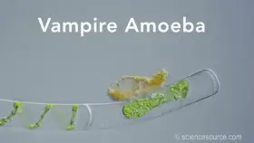 Vampire Ameoba