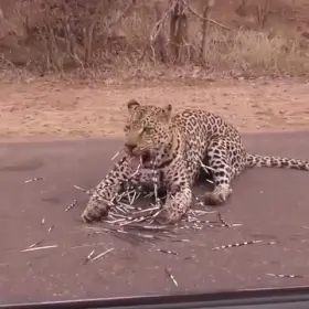 So many quills. Ouch.