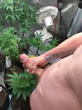 Massive cock and cannabis, only one thing is missing