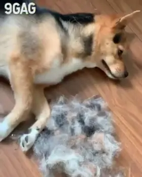 Hair dog
