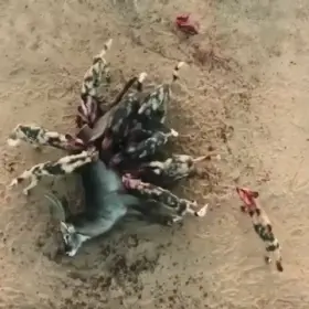 Wild Dogs on the hunt. They eat their prey alive before other carnivores arrive at the scene and steal their kill.