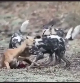 That's one of the most disturbing videos I've ever seen