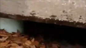 Sewer alligators aren’t just a myth