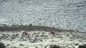 Mountain lioness brings down a guanaco four times her size
