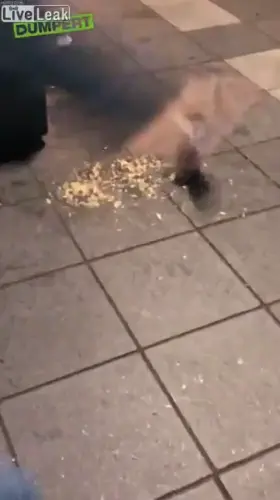 Idiot tries to kick pigeon but instead slips and falls in puke