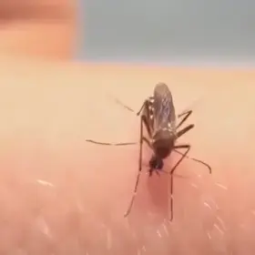 Greed killed the mosquito