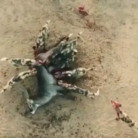 Wild dogs rip apart a waterbuck while it's still alive