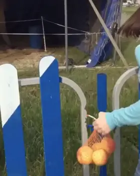 Field trip to the zoo and after (fucked and facial)