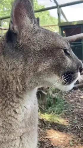 The most beautiful hairy pussy