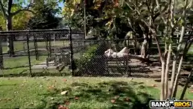 Swinger On The Bus Bang Bus