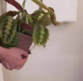 Blocking stepbro from using the restroom