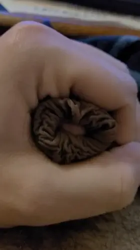 Look at my cut cocks remaining foreskin! looks weird when soft. Thoughts?