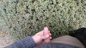 Maybe i put my uncut cock in the wrong bush?