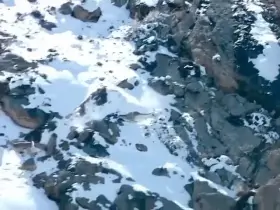 This snow leopard going above and beyond for their hunt