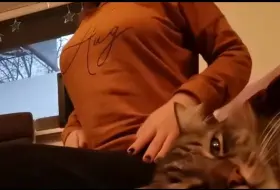 33yo titties and 4yo kitty 😸 What would you cuddle first? 😊