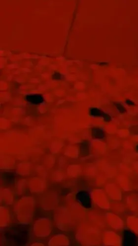 “There is a shade of red for every woman.” -Audrey Hepburn