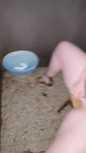 Men love a good show