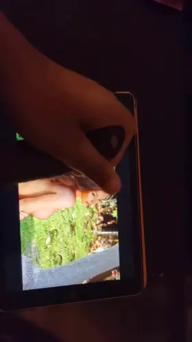 Jerking off to queen of boobs