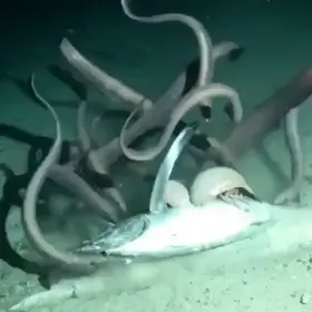 Once you're dead at the bottom of the ocean, hundreds of sea creatures will come swarming around you.